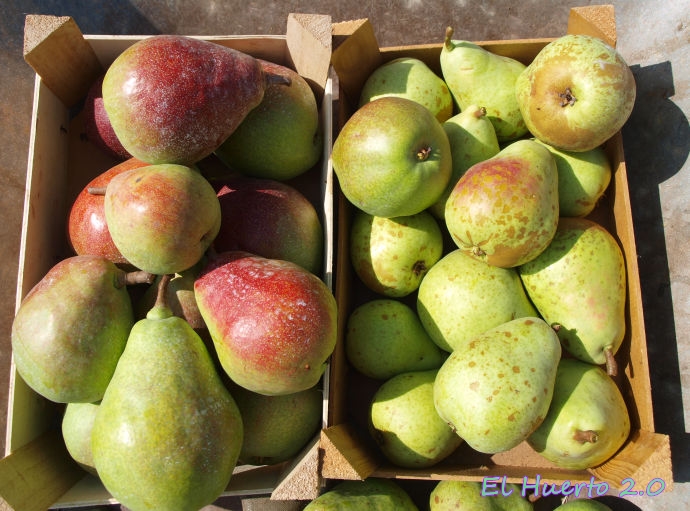 Perales ornamentales vs frutales: en qué se diferencian