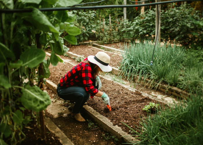 Permacultura en el Patio Delantero: Solución Sustentable