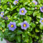 Persian Violet: Cuidados de las plantas de violeta persa