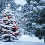 Plantar árbol de Navidad en el jardín para disfrutarlo siempre