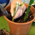 Plantar Bebalm: Cómo cultivar y cuidar la planta de Bebalm