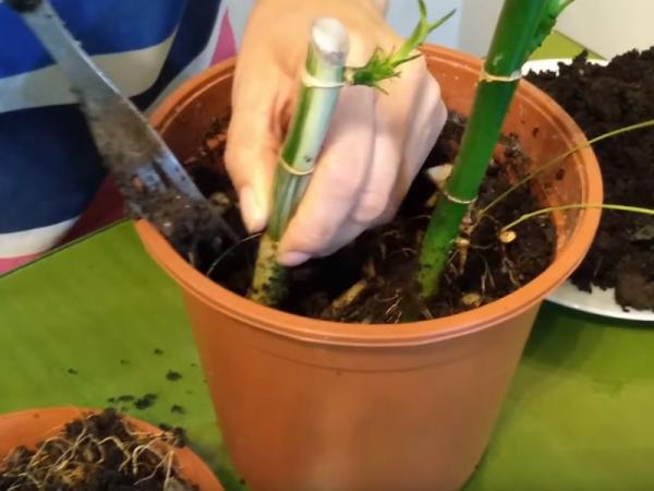 Plantar Bebalm: Cómo cultivar y cuidar la planta de Bebalm