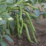 Plantar habas bush: guía para cultivar habas de tipo arbusto