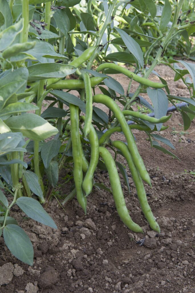 Plantar habas bush: guía para cultivar habas de tipo arbusto