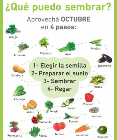Plantar verduras de invierno en la Zona 8 en octubre
