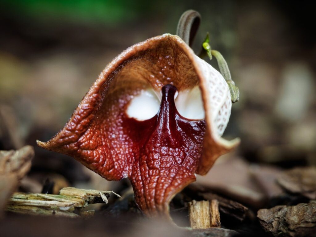 Plantas Aristolochia Pipevine inspiradas en Darth Vader