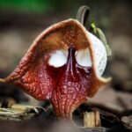 Plantas Aristolochia Pipevine inspiradas en Darth Vader