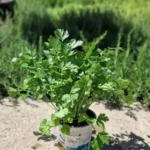 Plantas aromáticas para cubrir y perfumar el jardín