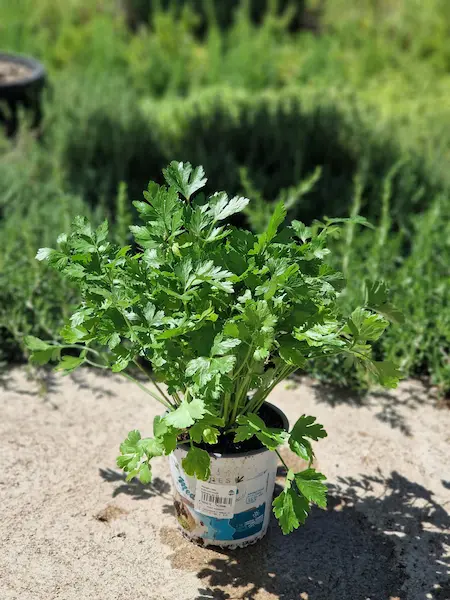 Plantas aromáticas para cubrir y perfumar el jardín