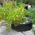 Plantas auto-sembradas: beneficios y uso en jardinería
