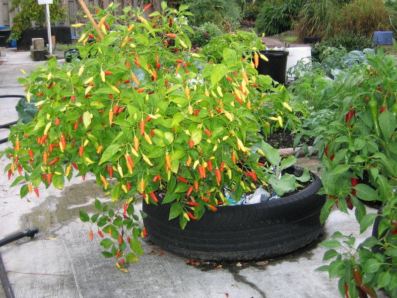 Plantas auto-sembradas: beneficios y uso en jardinería