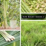 Plantas compañeras para el Lemongrass