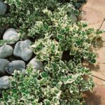 Plantas compañeras para Euonymus Emerald Gaiety