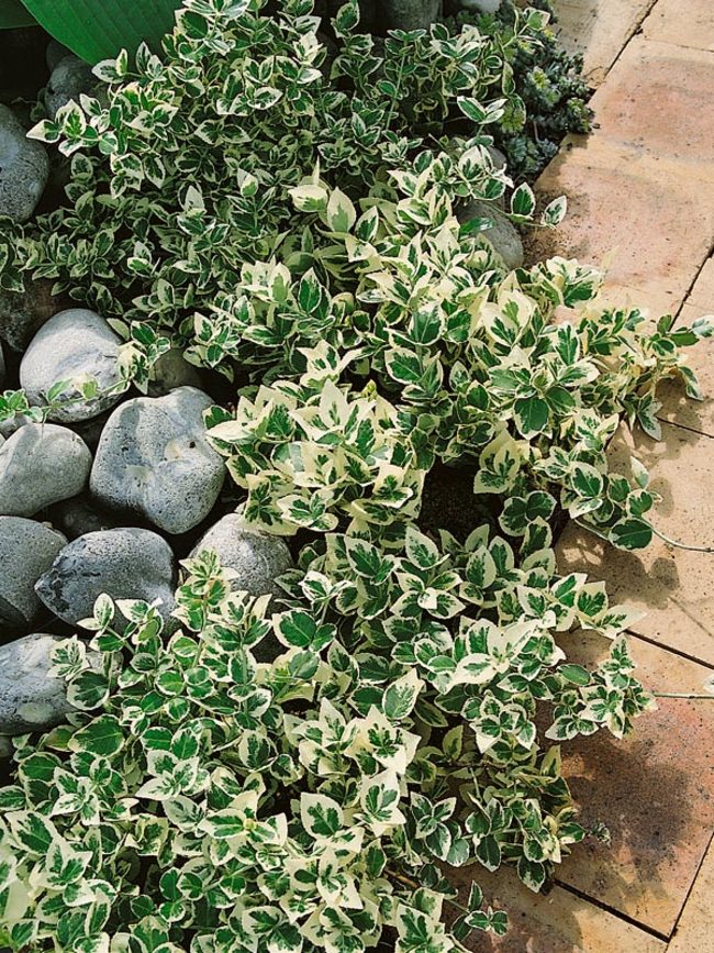 Plantas compañeras para Euonymus Emerald Gaiety