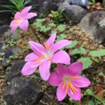 Plantas compañeras para los lirios en el jardín