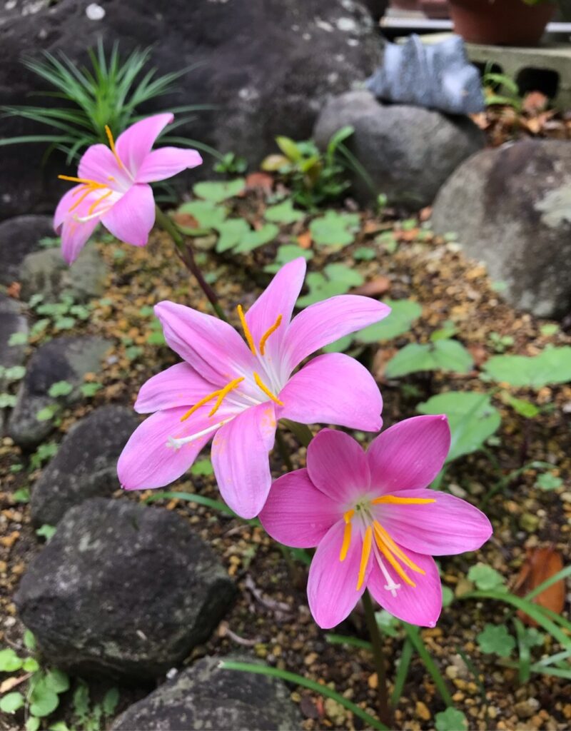 Plantas compañeras para los lirios en el jardín