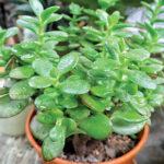 Plantas de interior para habitaciones frías y con corrientes