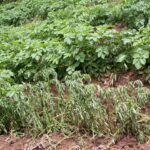 Plantas de papa marchitas en el jardín: causas y control