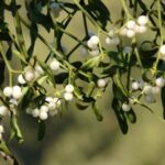 Plantas hemiparásitas: definición y ejemplos comunes