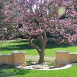 Plantas ideales para acompañar magnolias en el jardín