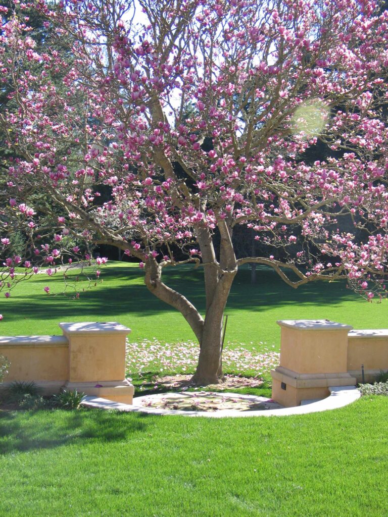 Plantas ideales para acompañar magnolias en el jardín