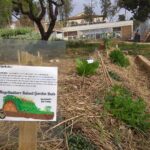 Plantas ideales para berms: Qué sembrar en un montículo