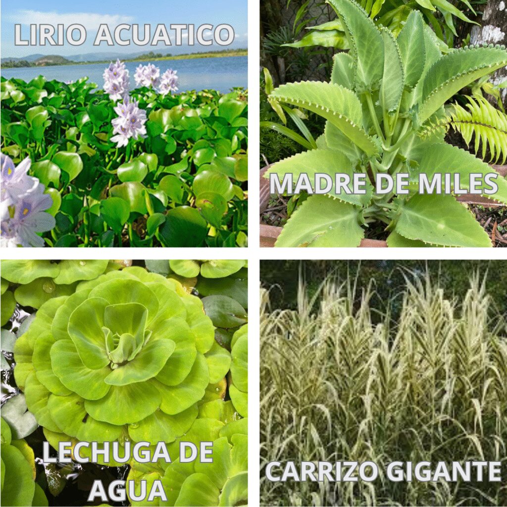 Plantas invasivas y prohibidas por ley en algunos estados