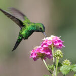 Plantas para colibríes: Cómo es una planta para colibríes