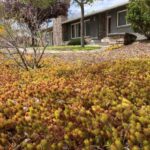 Plantas para reemplazar césped en el noroeste de EE. UU