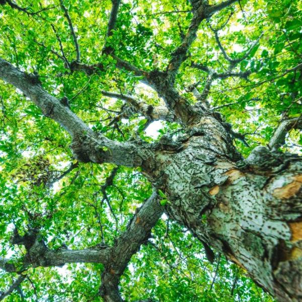 Plantas perennes leñosas: Qué las hace leñosas