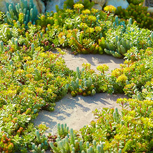 Plantas perennes resistentes a sequías en la zona 7