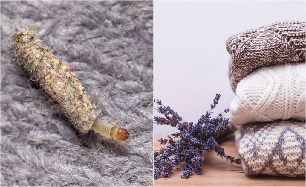 Plantas repelentes de polillas en interiores