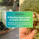 Plantas resistentes para cubrir suelos en la Zona 5