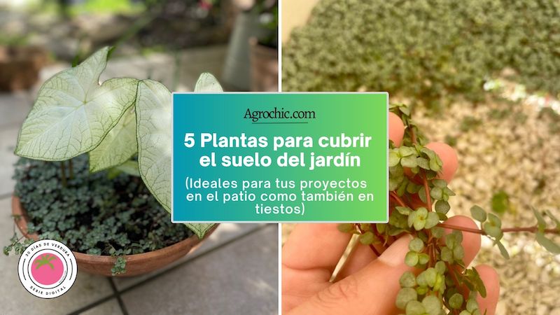 Plantas resistentes para cubrir suelos en la Zona 5