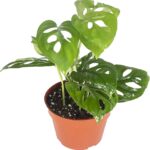 Plantas tropicales florecientes ideales para interiores
