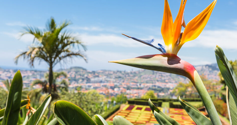 Plantas tropicales para clima 8: cuáles cultivar