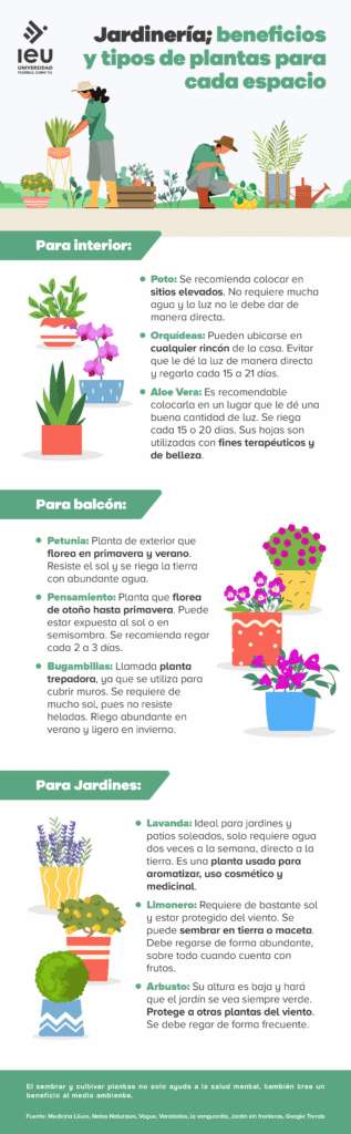 Plantas voluntarias en el jardín: definición y características