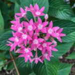 Poda correcta de las pentas para un buen crecimiento