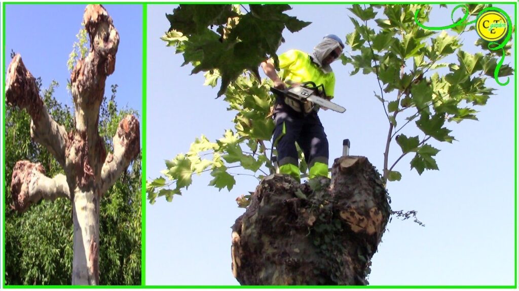 Podar árboles de sicomoro: cuándo y cómo podar un sicomoro