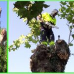 Podar árboles de sicomoro: cuándo y cómo podar un sicomoro