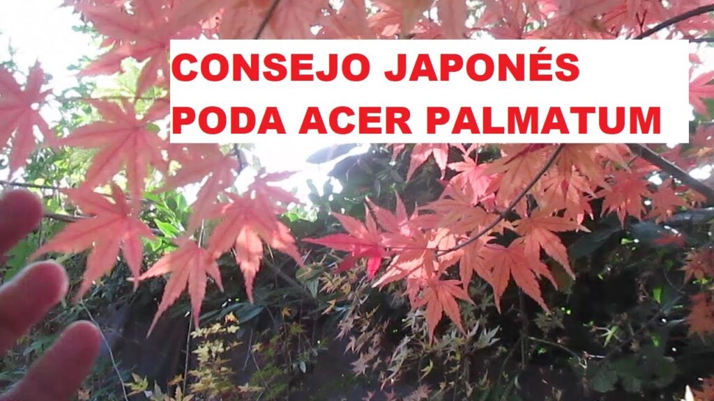 Podar un Sauce Japonés: Cómo recortar un árbol Sauce Japonés