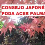 Podar un Sauce Japonés: Cómo recortar un árbol Sauce Japonés