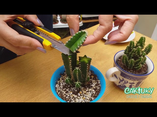 Podas de cactus: cómo y cuándo podar una planta de cactus