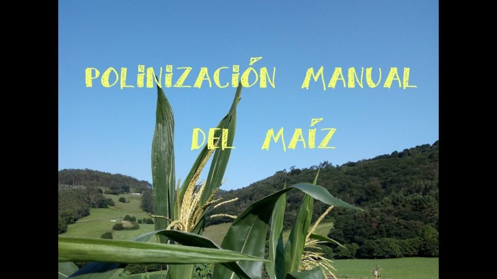 Pollinización manual de maíz: cómo realizarla paso a paso