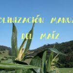 Pollinización manual de maíz: cómo realizarla paso a paso