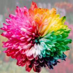 Por qué algunas flores cambian de color