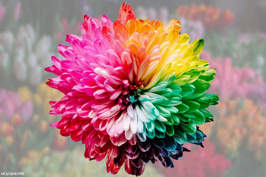 Por qué algunas flores cambian de color