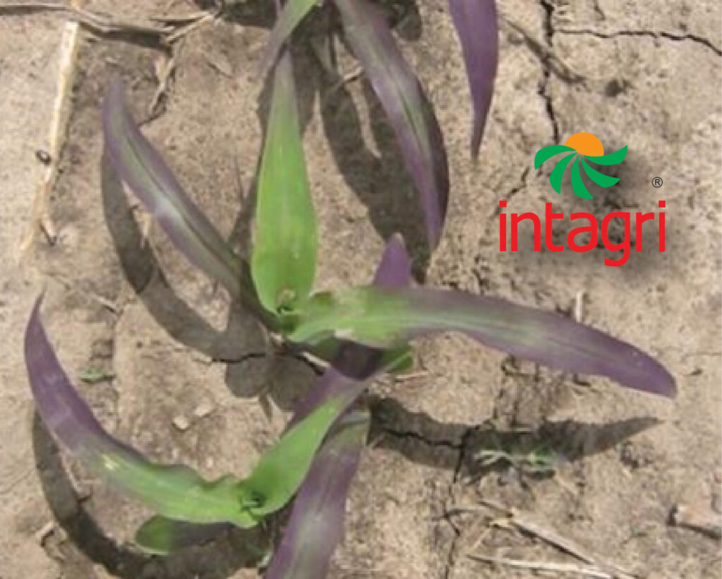 Por qué algunas hojas de las plantas se vuelven moradas