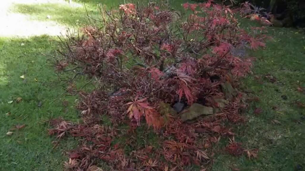Por qué algunos arces retienen sus hojas en invierno