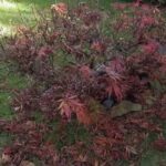 Por qué algunos arces retienen sus hojas en invierno